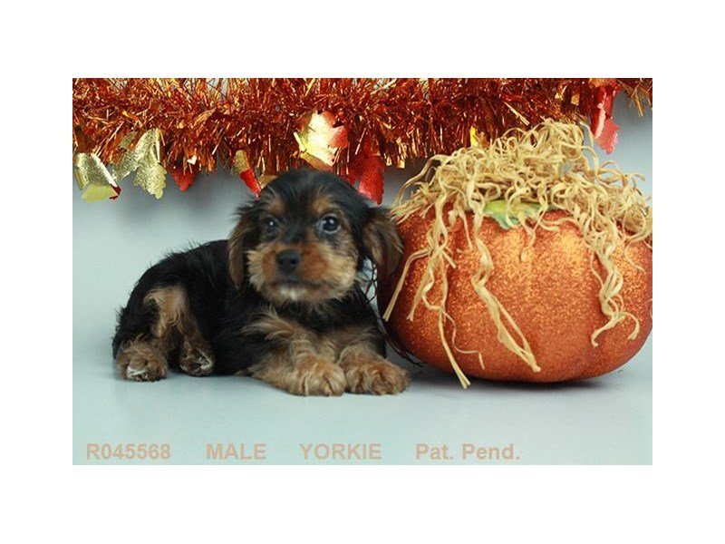 Yorkshire Terrier-DOG-Male-BLK & GLD-1899317-My Next Puppy