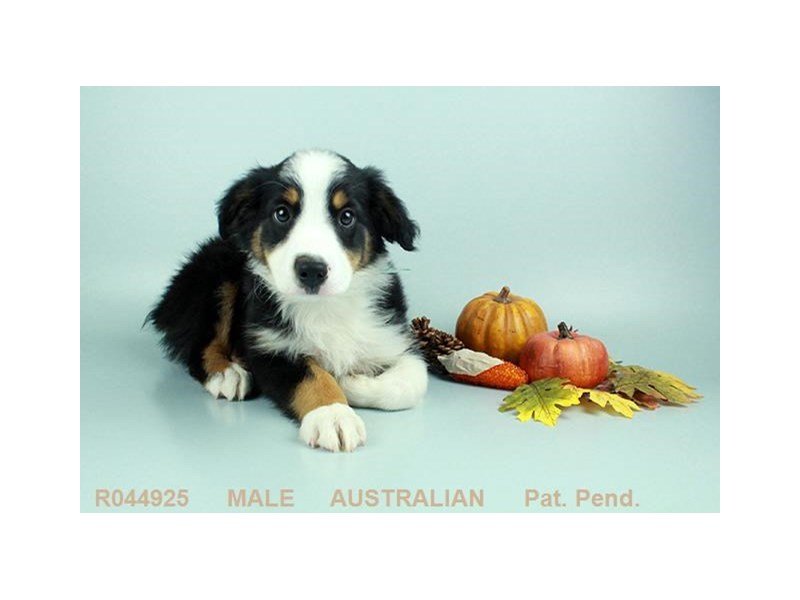 Australian Shepherd-DOG-Male-BLK:WH MKGS TAN PTS-1899325-My Next Puppy