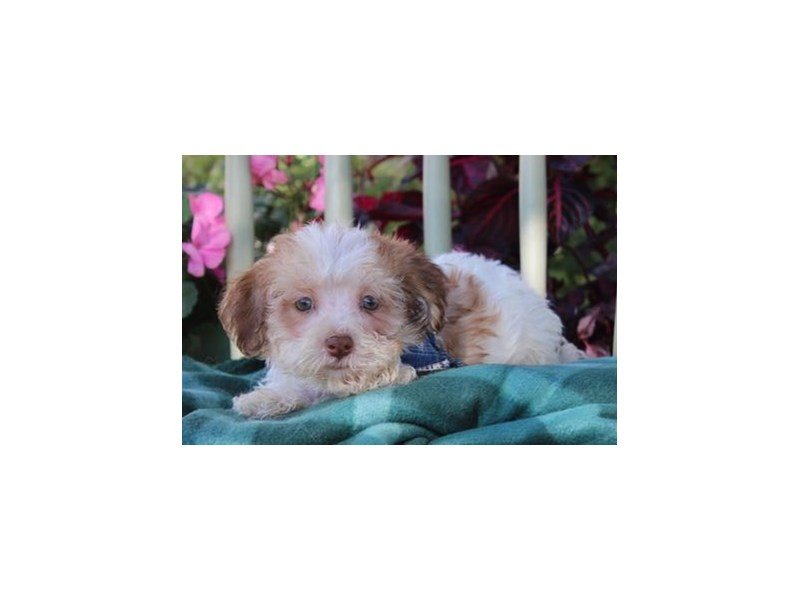 Havanese/Bichon-DOG-Male-Brindle / White-1899420-My Next Puppy
