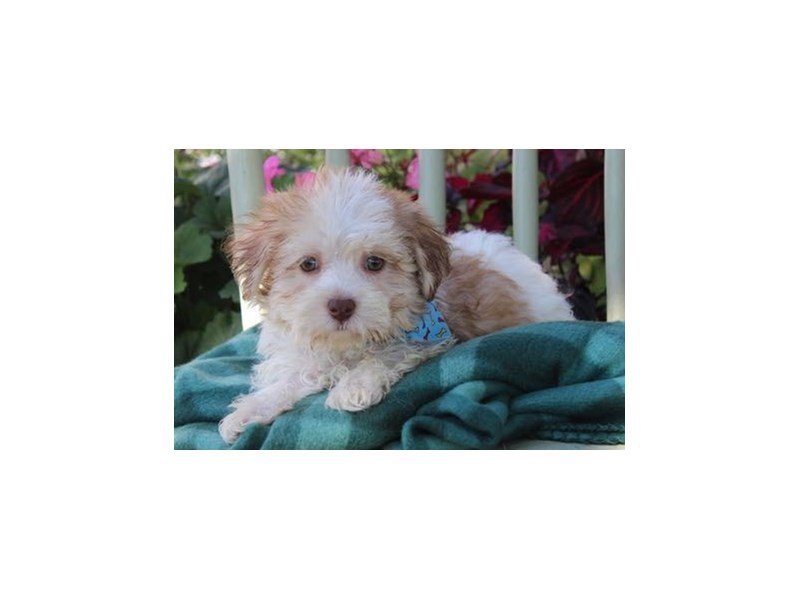 Havanese/Bichon-DOG-Male-Brindle / White-1899423-My Next Puppy