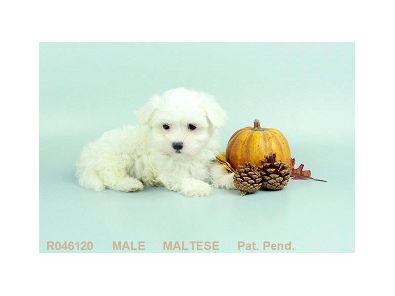 Maltese-DOG-Male-WH:BLK PTS-1914236-My Next Puppy
