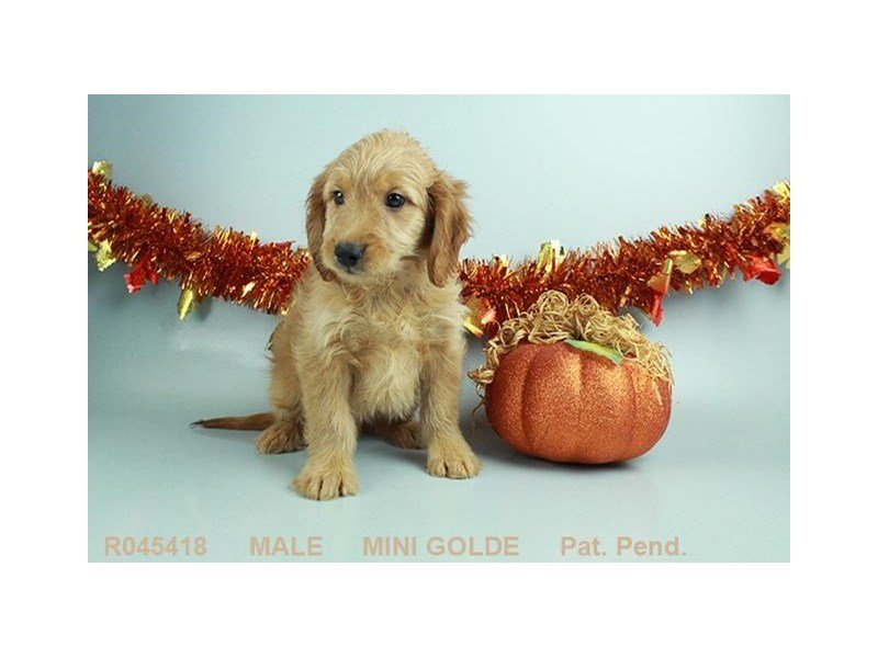 Miniature Goldendoodle-DOG-Male-GLDN-1914246-My Next Puppy