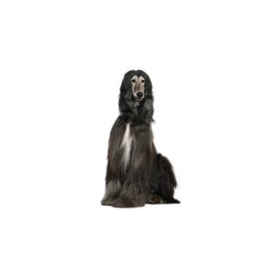 Popular Dog Breeds - My Next Puppy