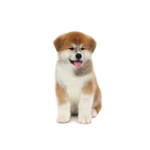 Popular Dog Breeds - My Next Puppy