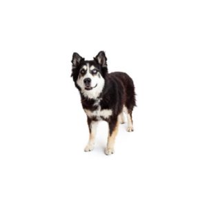 Popular Dog Breeds - My Next Puppy