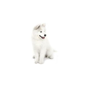 Popular Dog Breeds - My Next Puppy