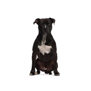 Popular Dog Breeds - My Next Puppy