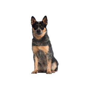 Popular Dog Breeds - My Next Puppy
