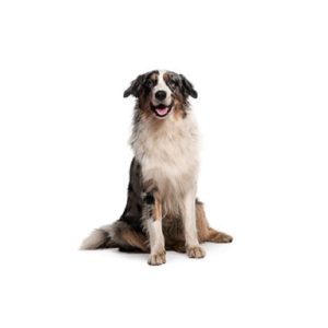 Popular Dog Breeds - My Next Puppy