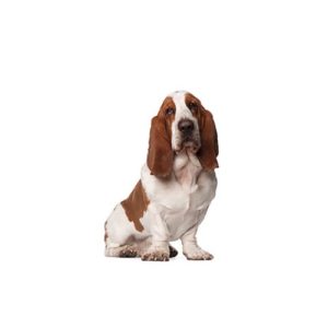 Popular Dog Breeds - My Next Puppy