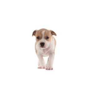 Popular Dog Breeds - My Next Puppy