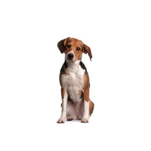 Popular Dog Breeds - My Next Puppy