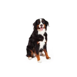 Popular Dog Breeds - My Next Puppy