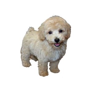 Popular Dog Breeds - My Next Puppy