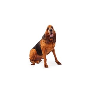 Popular Dog Breeds - My Next Puppy