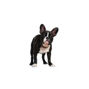 Popular Dog Breeds - My Next Puppy