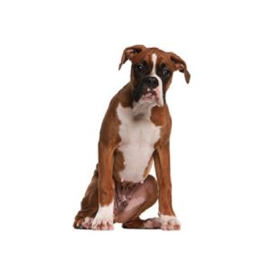 Popular Dog Breeds - My Next Puppy