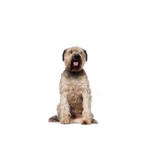 Popular Dog Breeds - My Next Puppy