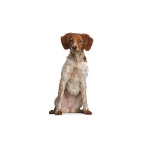 Popular Dog Breeds - My Next Puppy