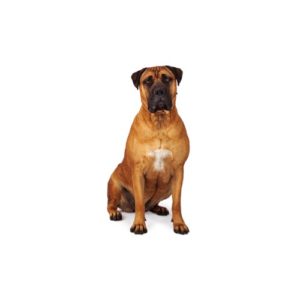 Popular Dog Breeds - My Next Puppy