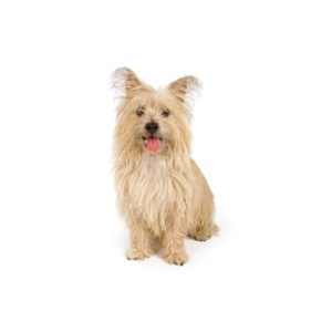Popular Dog Breeds - My Next Puppy