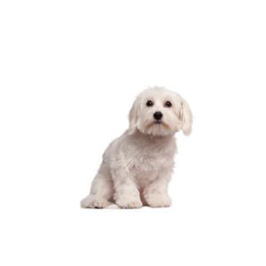 Popular Dog Breeds - My Next Puppy