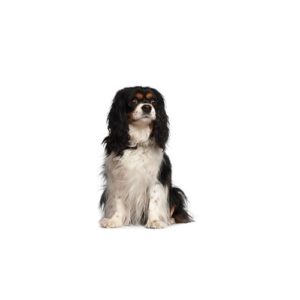 Popular Dog Breeds - My Next Puppy