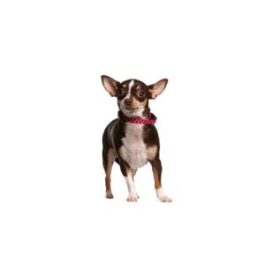 Popular Dog Breeds - My Next Puppy