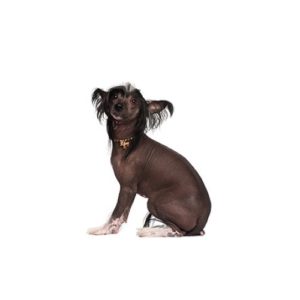 Popular Dog Breeds - My Next Puppy