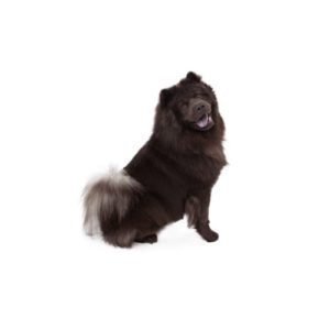 Popular Dog Breeds - My Next Puppy