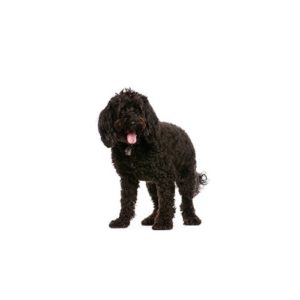 Popular Dog Breeds - My Next Puppy