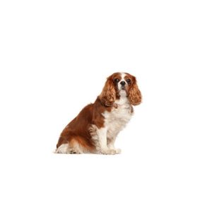Popular Dog Breeds - My Next Puppy