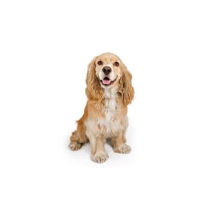 Popular Dog Breeds - My Next Puppy
