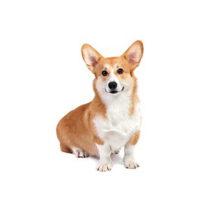 Popular Dog Breeds - My Next Puppy