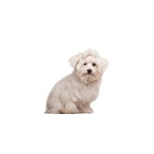 Popular Dog Breeds - My Next Puppy