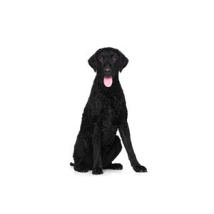 Popular Dog Breeds - My Next Puppy
