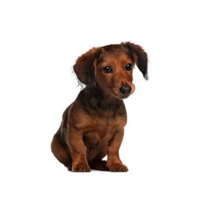 Popular Dog Breeds - My Next Puppy
