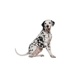 Popular Dog Breeds - My Next Puppy