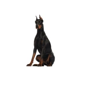Popular Dog Breeds - My Next Puppy