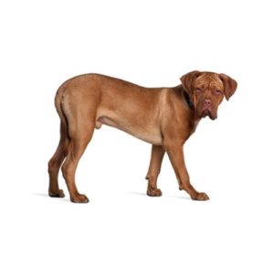 Popular Dog Breeds - My Next Puppy