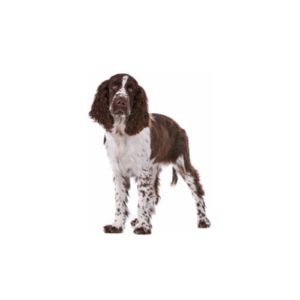 Popular Dog Breeds - My Next Puppy