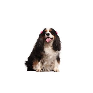Popular Dog Breeds - My Next Puppy