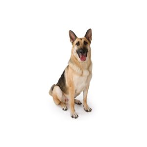 Popular Dog Breeds - My Next Puppy