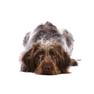Popular Dog Breeds - My Next Puppy