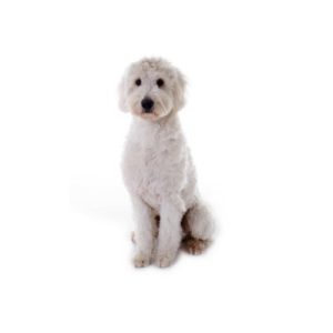 Popular Dog Breeds - My Next Puppy