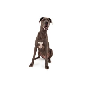 Popular Dog Breeds - My Next Puppy