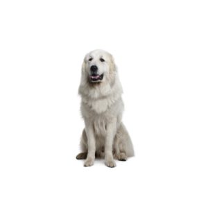 Popular Dog Breeds - My Next Puppy