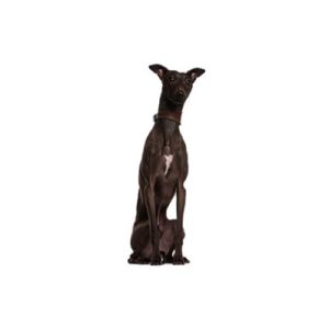 Popular Dog Breeds - My Next Puppy