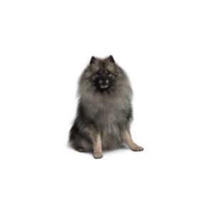 Popular Dog Breeds - My Next Puppy