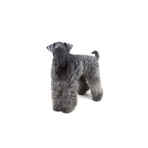 Popular Dog Breeds - My Next Puppy